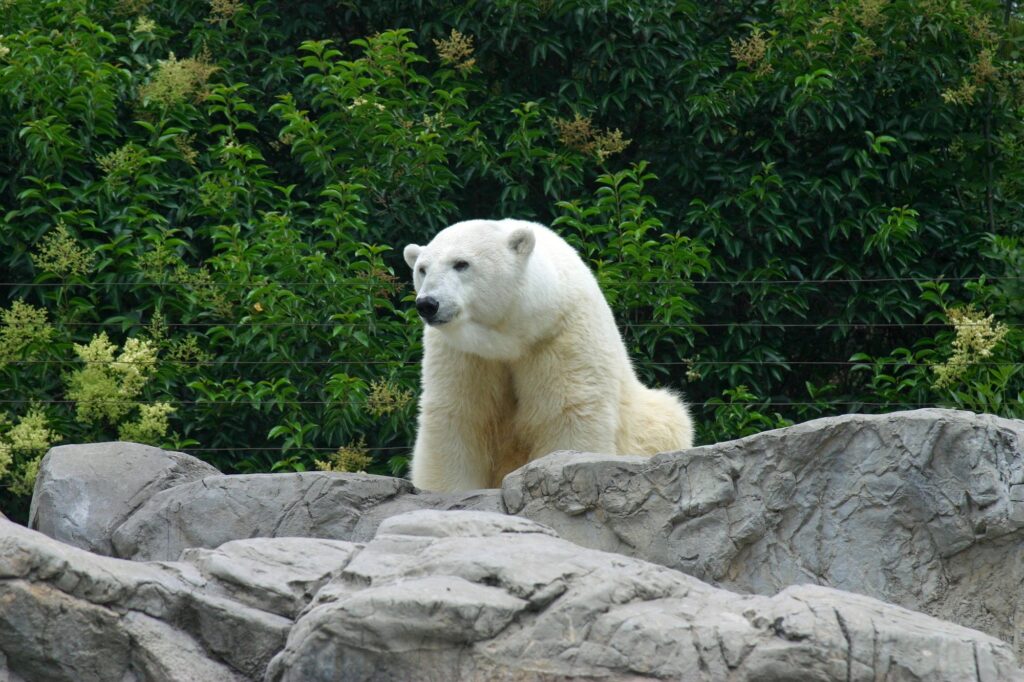 Majestic Polar Bear on Rugged Rocks Amid Lush Greenery Wallpaper