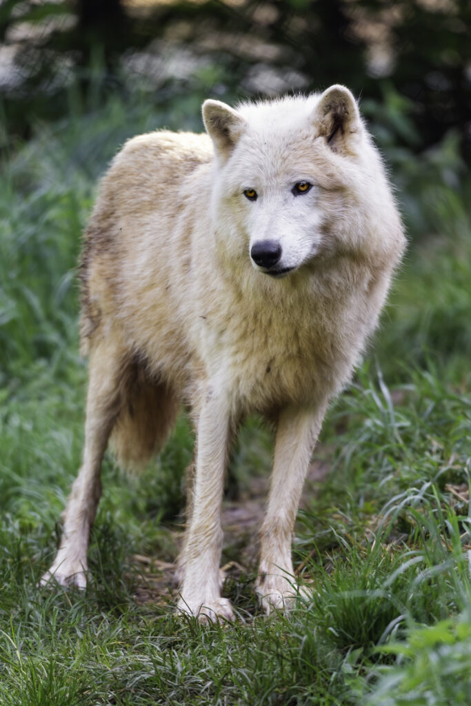 Majestic Polar Wolf in Grassy Landscape - Elegant Predator Wallpaper