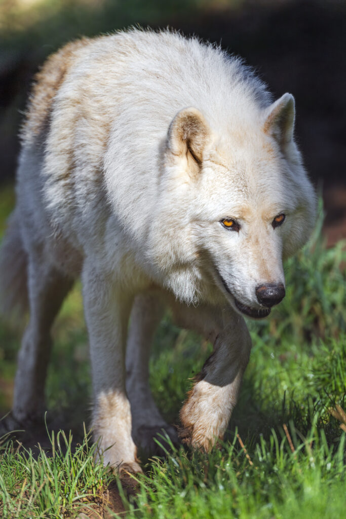 Majestic Polar Wolf in Motion: Powerful Predator Wallpaper
