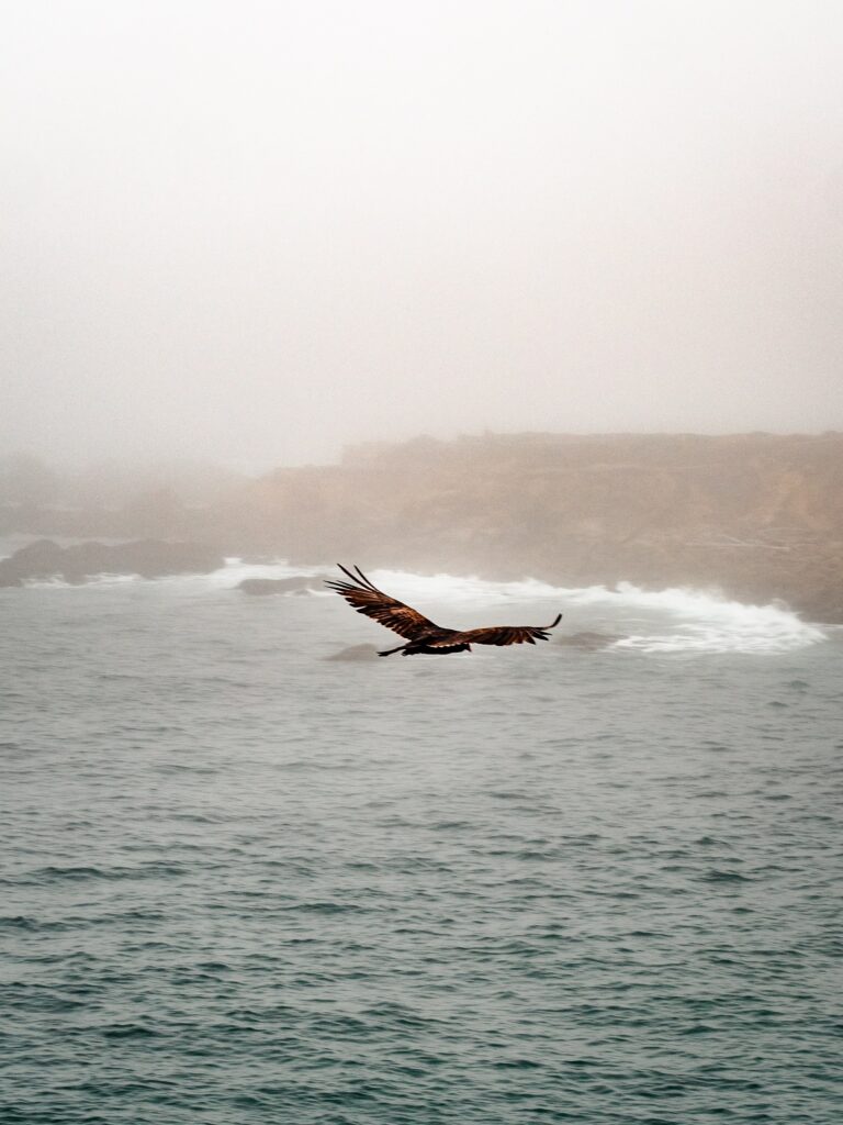 Majestic predator bird soaring over churning sea with wide wings against misty coastal rocks Wallpaper