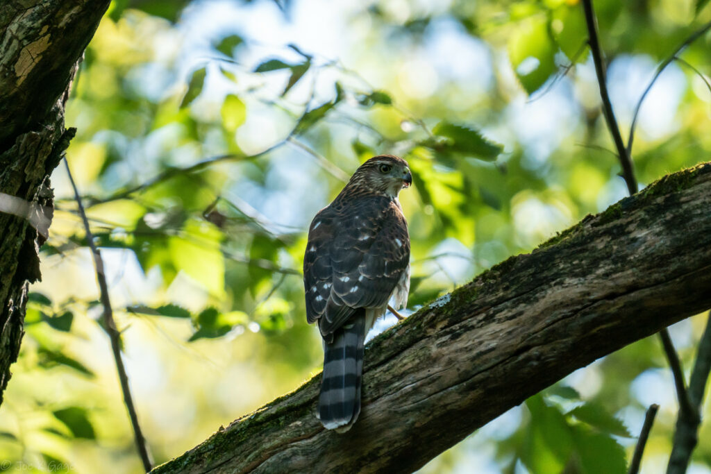 Majestic Predator Bird on Tree - Stunning 6000x4000 Wallpaper Background