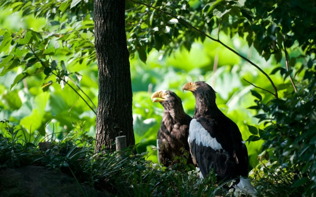Majestic Predatory Birds in Lush Greenery - Serene Nature Wallpaper