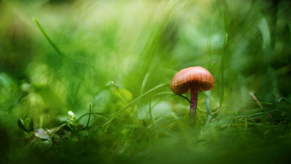 Majestic Psilocybe Fungus: Captivating Brown-Capped Marvel Amidst Serene Grassland Wallpaper