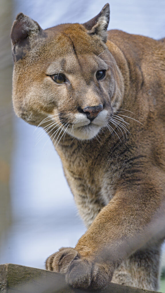 Majestic Puma Wallpaper: Fierce Big Cat in Focus Against Nature