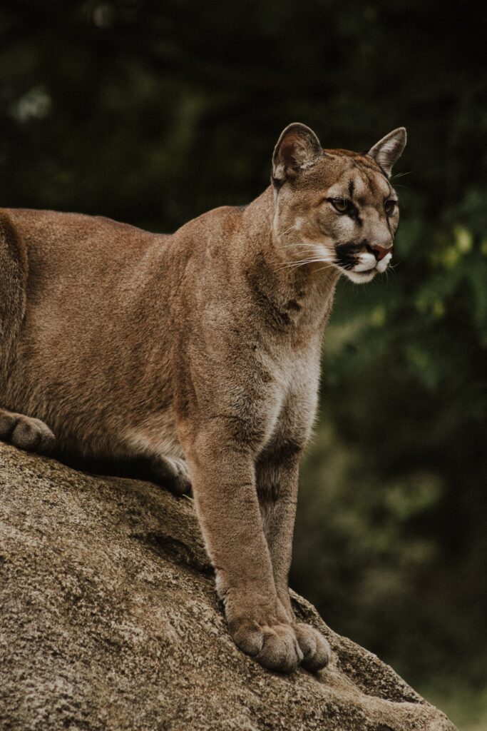 Majestic Puma Wallpaper: Powerful Predator in Lush Greenery