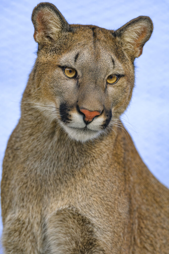 Majestic Puma Wallpaper: Striking Mountain Lion in Bold Detail