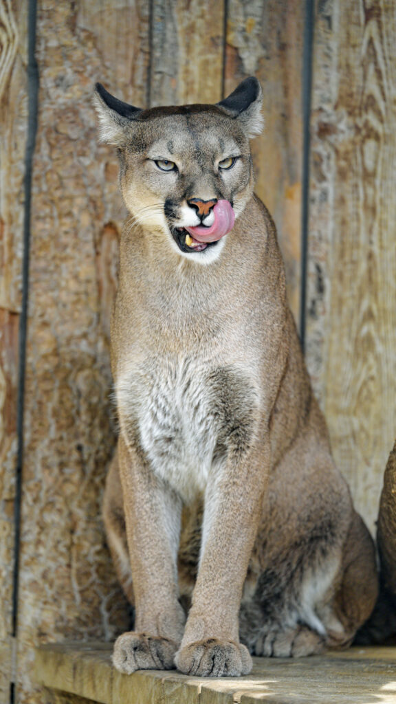 Majestic Puma Wallpaper: Powerful Big Cat on Rustic Wooden Background