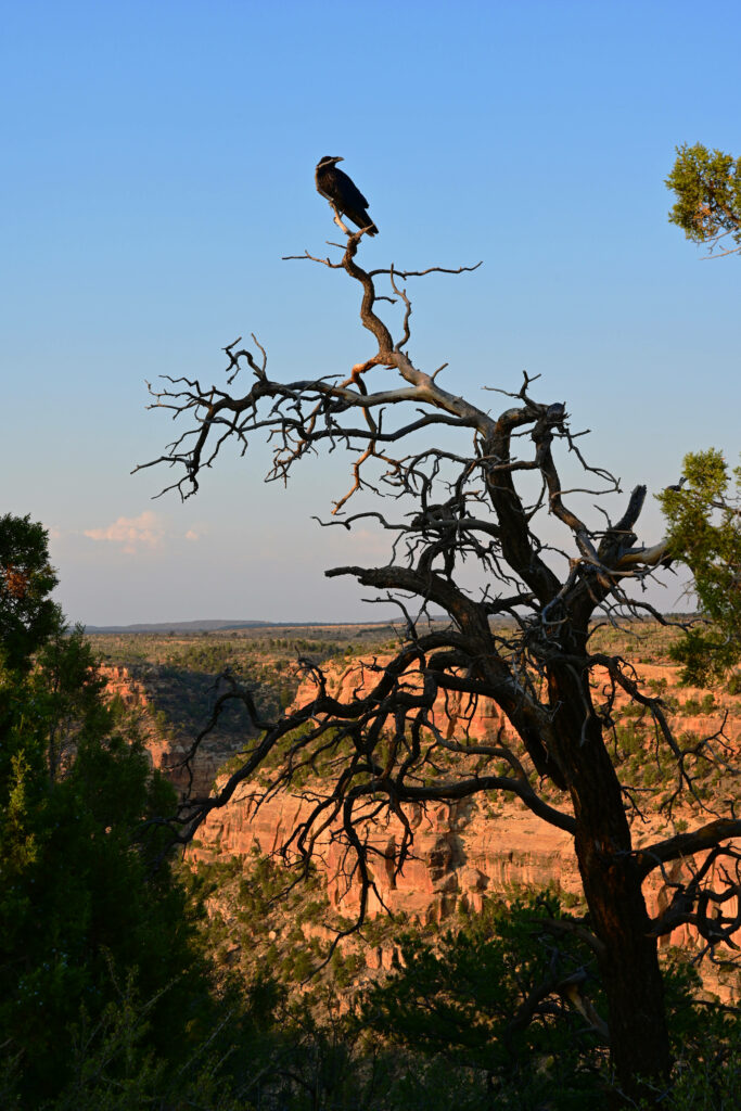 Majestic Raven Treetop Wallpaper: Serene Landscape & Blue Sky