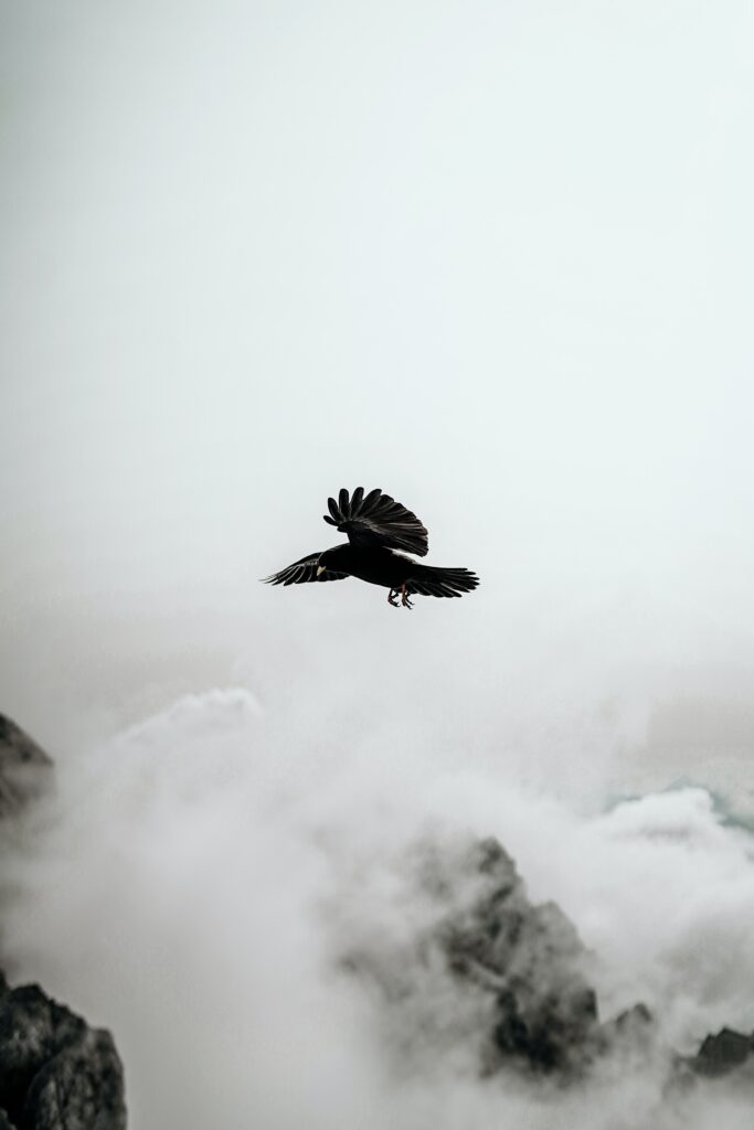 Majestic Raven Soars Above Misty Rocks in Ethereal Serenity Wallpaper