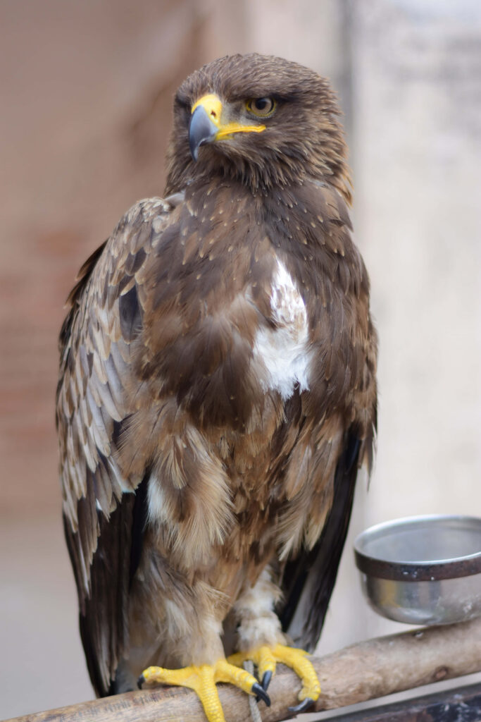 Majestic falcon perched with detailed feathers sharp beak and yellow talons wildlife wallpaper