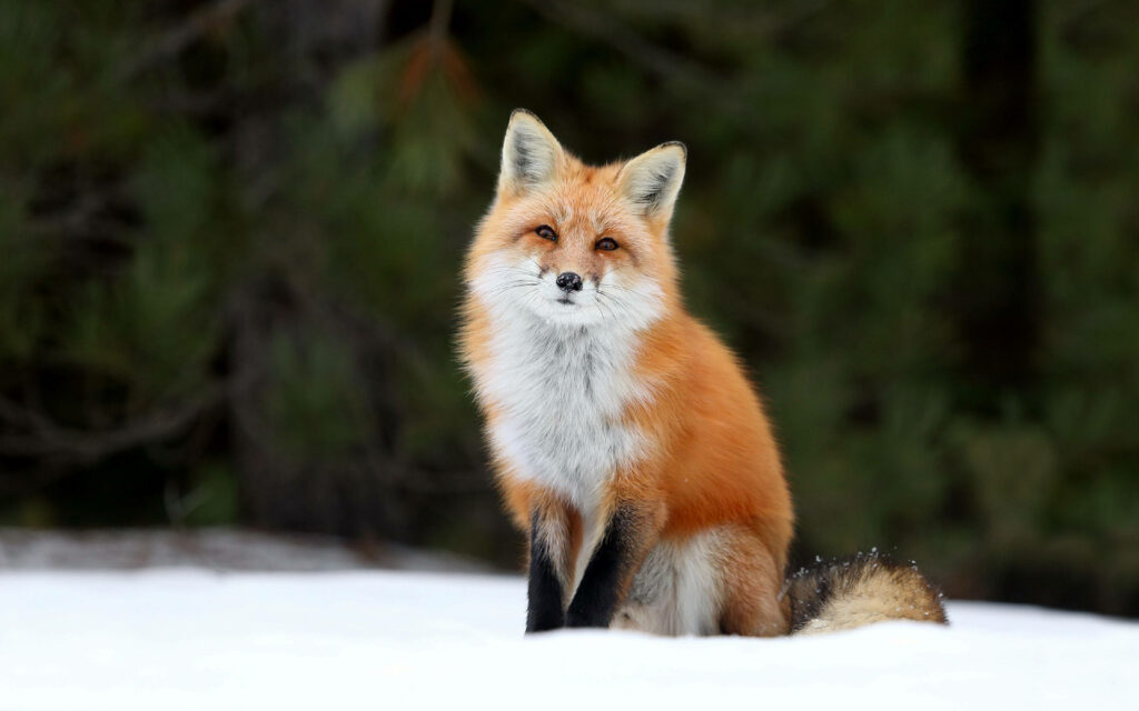 The Enchanted Majesty of a Furry Red Fox - A Stunning Wallpaper