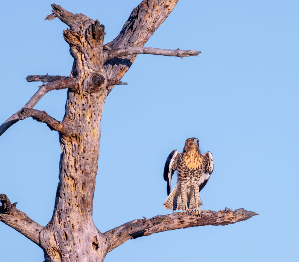 Majestic Red-Tailed Buzzard Wallpaper: Wild Beauty in Blue Sky
