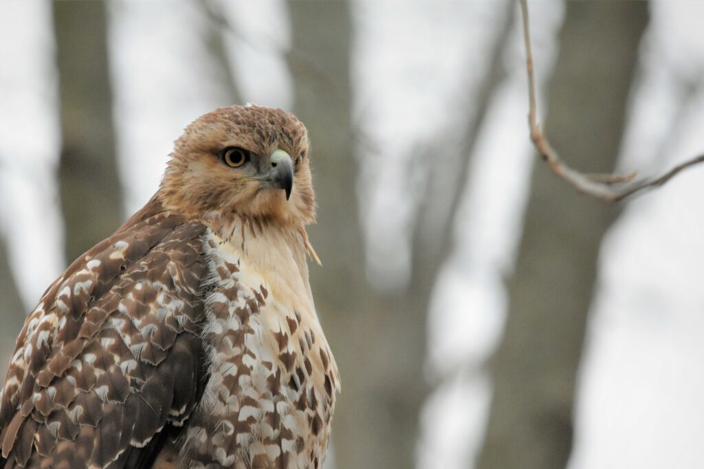 Majestic Red-Tailed Hawk Wallpaper with Intricate Feather Detail