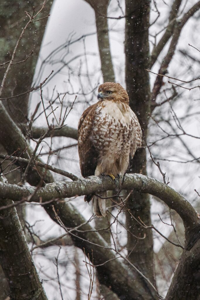 Majestic Red-Tailed Hawk on Tree Branch – Serene Nature Wallpaper