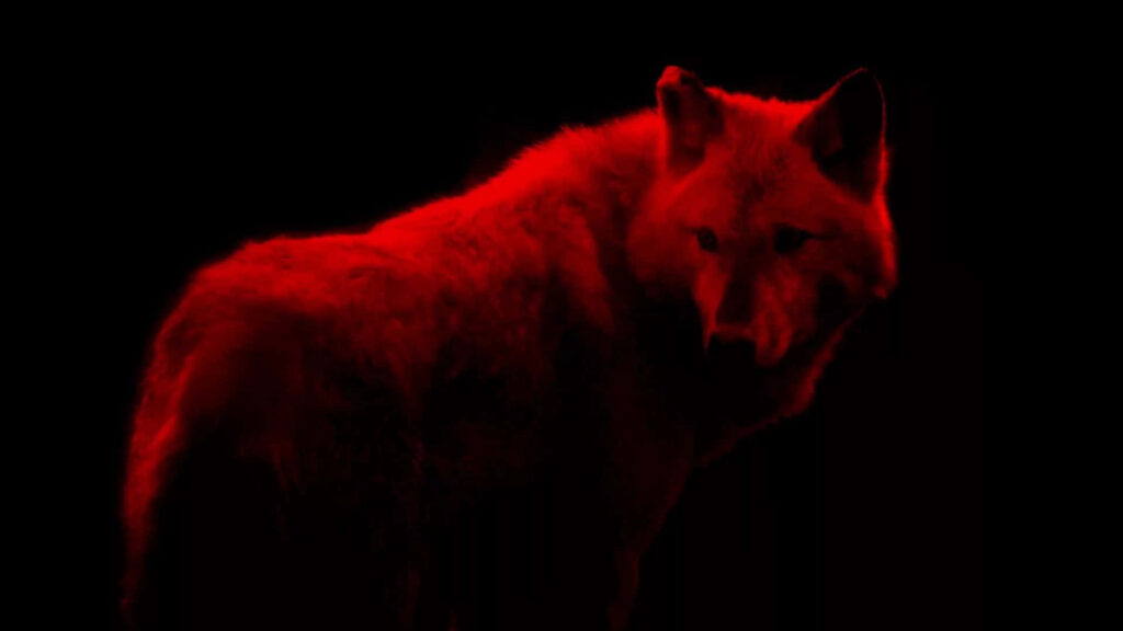 Majestic Red Wolf Wallpaper: Vivid Fur in Dark Forest Background