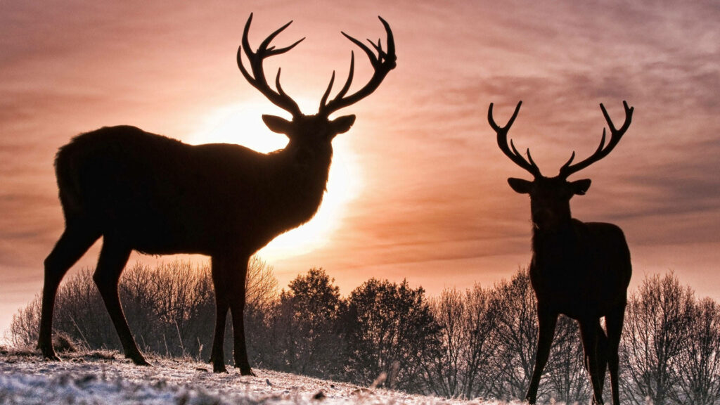Serene Reindeer Sunset Wallpaper: Majestic Nature Background