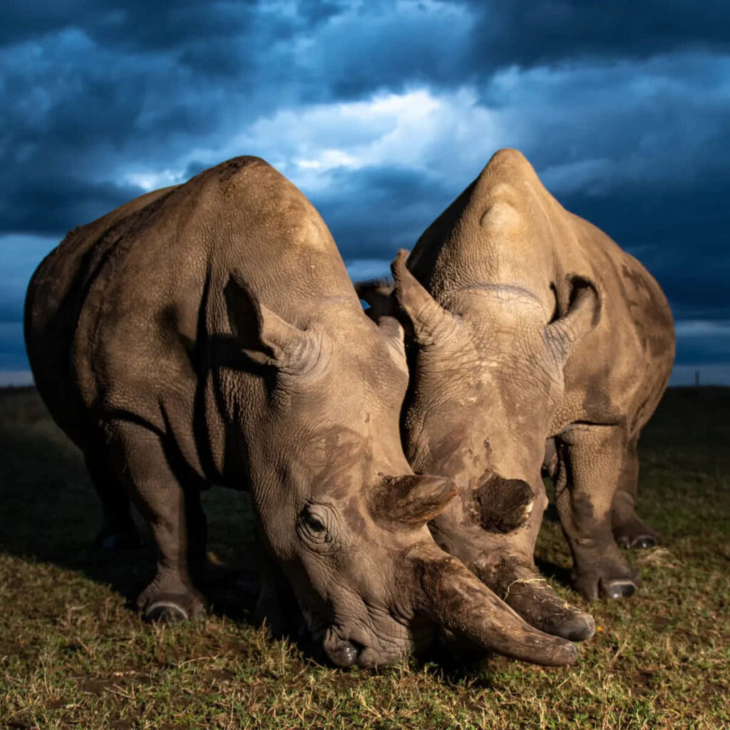 Majestic Rhinos Under Dramatic Sky - Striking Wallpaper Background