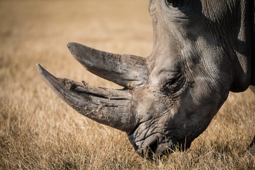 Majestic Rhino Wallpaper: Detailed Close-Up of Grazing Strength