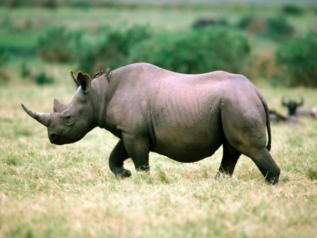 Majestic Rhinoceros in Serene Grassy Landscape - Wildlife Beauty Wallpaper