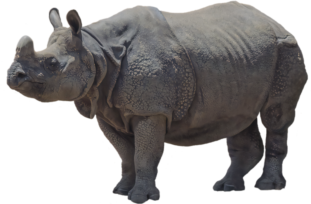 Majestic Rhinoceros Wallpaper: Captivating Strength & Texture