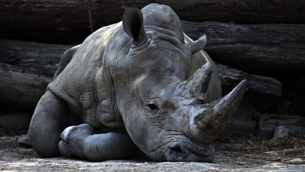 Majestic Rhinoceros Wallpaper: Serene Wildlife Scene