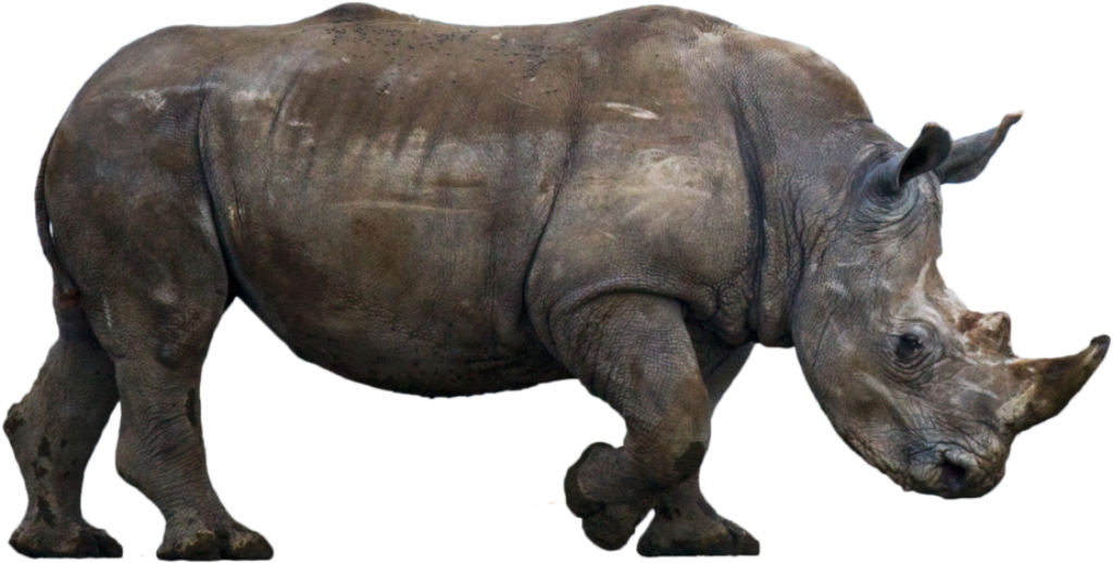 Majestic Rhinoceros on Transparent Background - Detailed Power & Texture Wallpaper