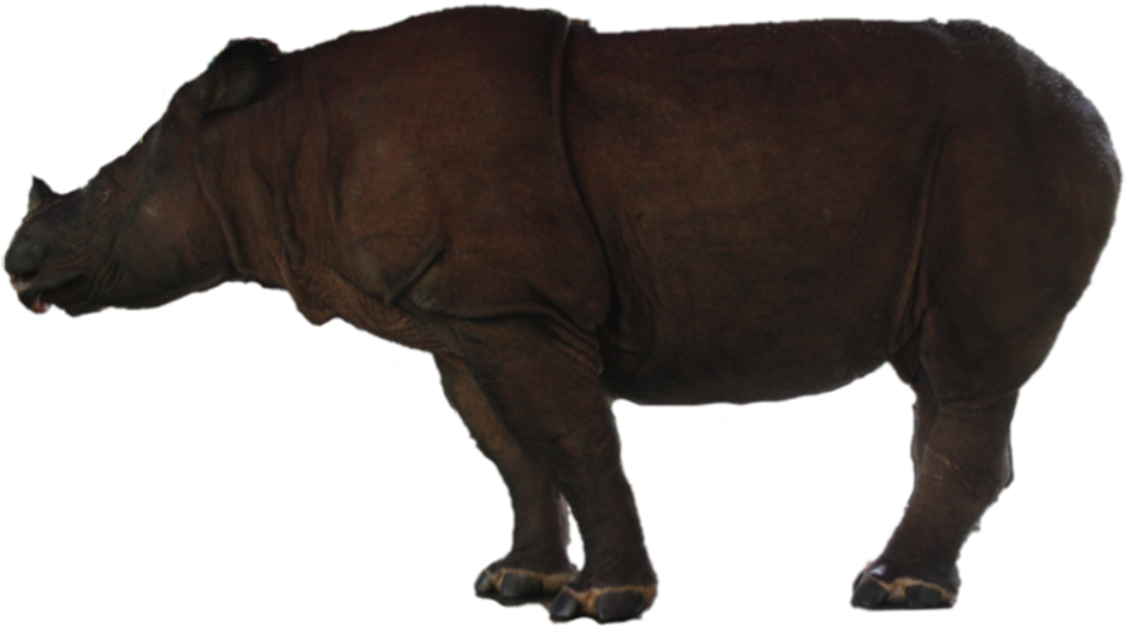 Majestic Rhinoceros Wallpaper: Natural Beauty & Strength in Profile