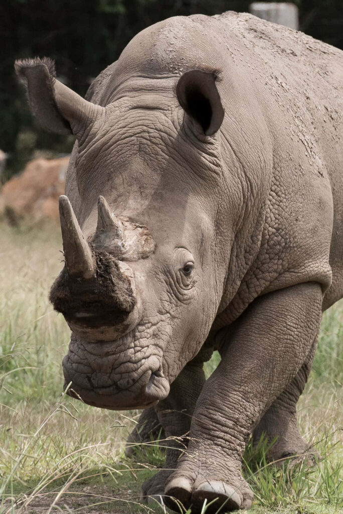 Majestic Rhinoceros Wallpaper: Strength & Adventure in Grassy Terrain