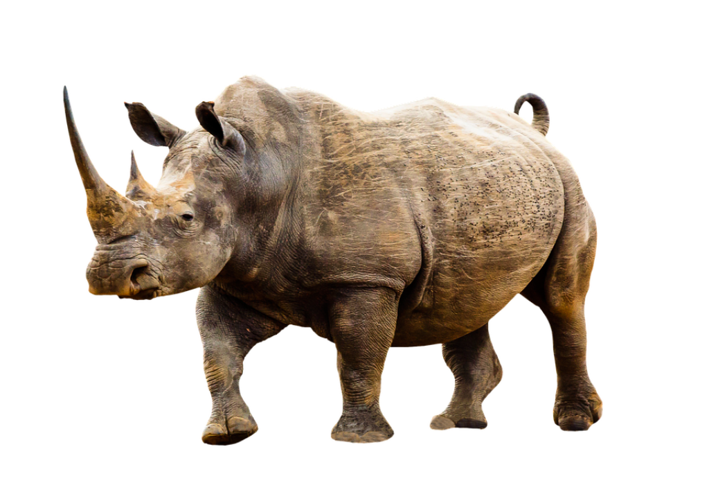 Majestic Rhinoceros Wallpaper with Transparent Background