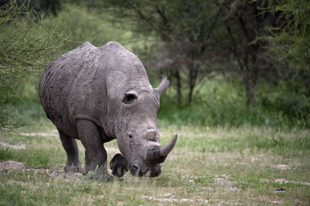 Majestic Rhinoceros Walking Gracefully in Lush Green Landscape Wallpaper