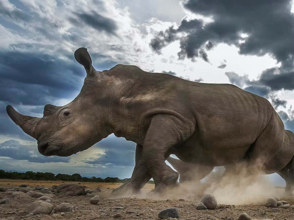 Majestic Rhinoceros in Motion: Nature's Raw Power Wallpaper