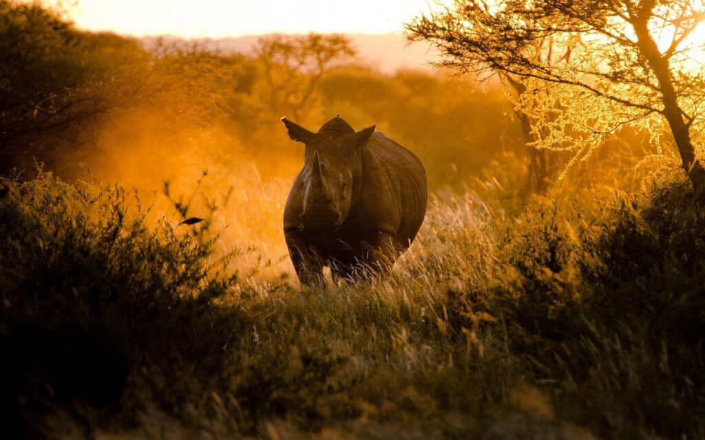 Majestic Rhinoceros in Sunlit African Field: Nature's Beauty Wallpaper