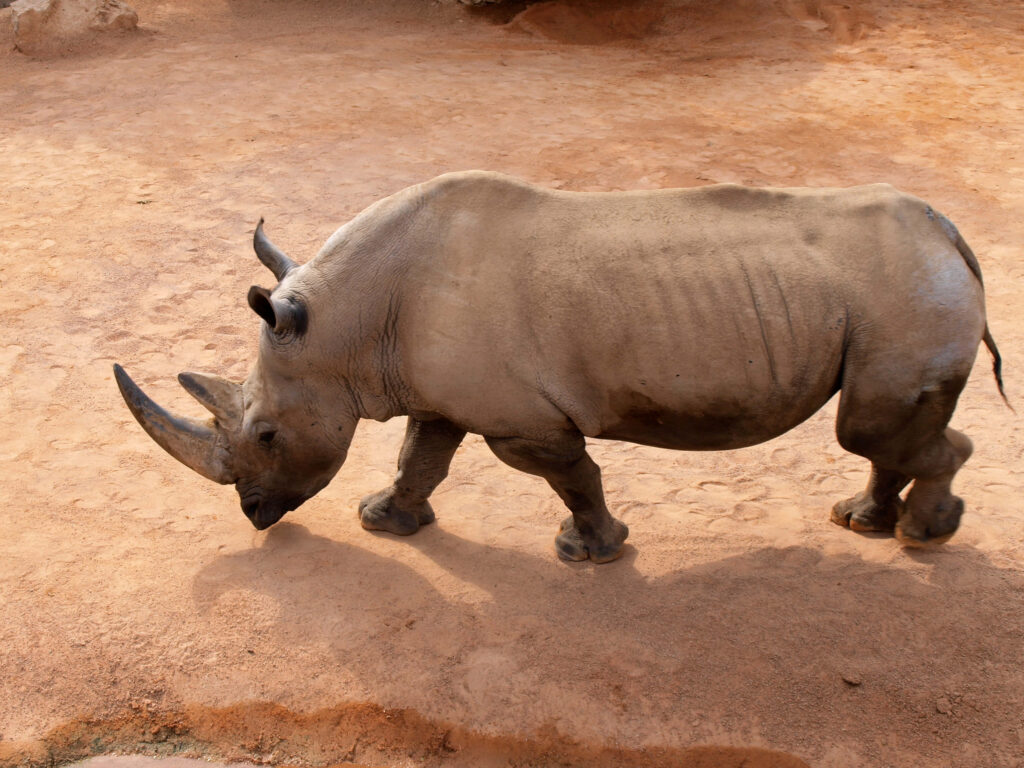 Majestic Rhinoceros in Sun-Drenched Savanna: A Wild Sight Wallpaper