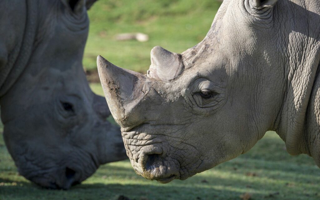 Majestic Rhinos Close-Up: Textured Skin & Horns in Serene Landscape Wallpaper