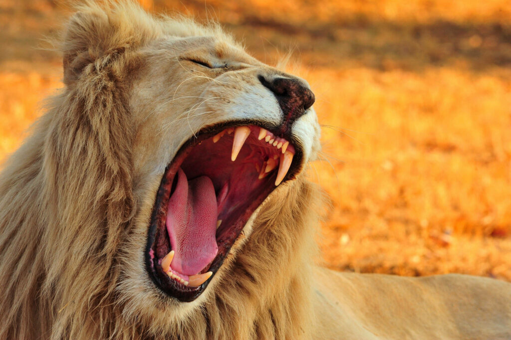 Majestic Lion Roaring Wallpaper with Golden Background