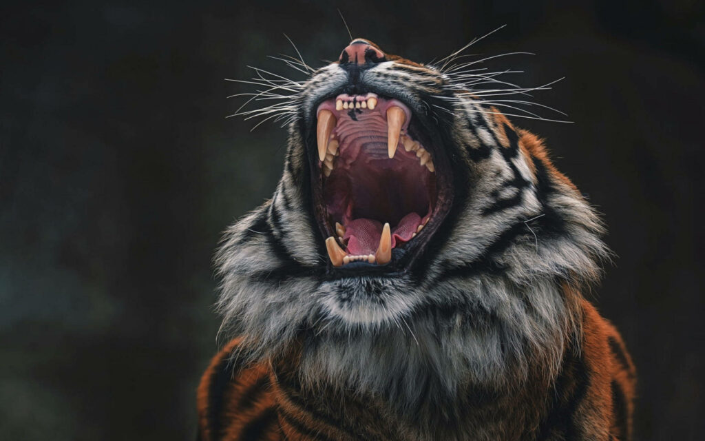 Majestic Roaring Tiger Wallpaper: Intense Close-Up & Rich Colors