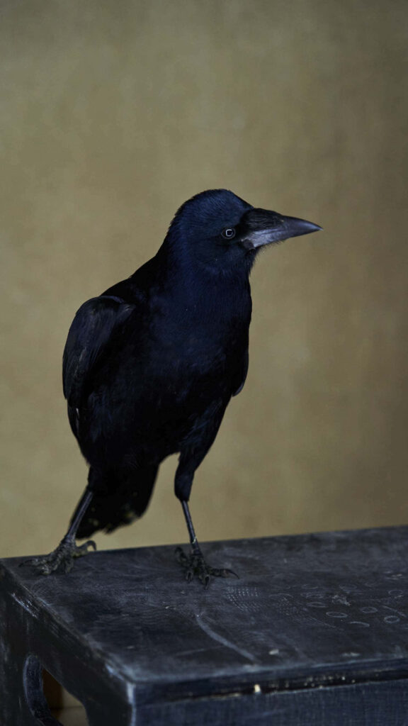 Majestic Rook Bird Wallpaper: Elegant Dark Plumage & Serene Background