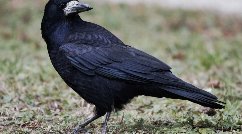 Majestic Rook Bird Wallpaper: Elegance on Grass with Dark Plumage