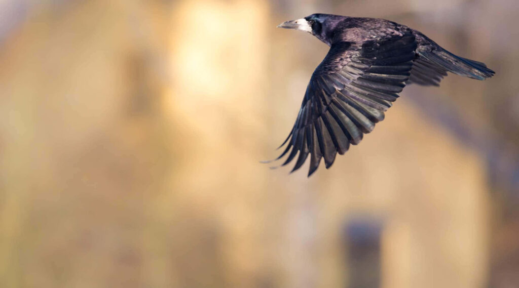 Majestic Rook in Flight: Elegant Bird Wallpaper Against Soft Background