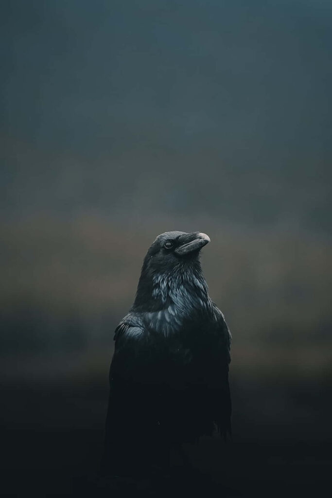 Majestic Rook Wallpaper: Mysterious Dark Bird in Misty Background