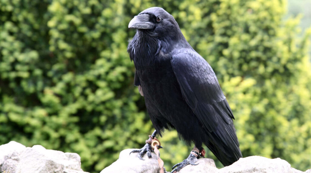 Majestic Rook Wallpaper: Glossy Black Bird in Lush Greenery