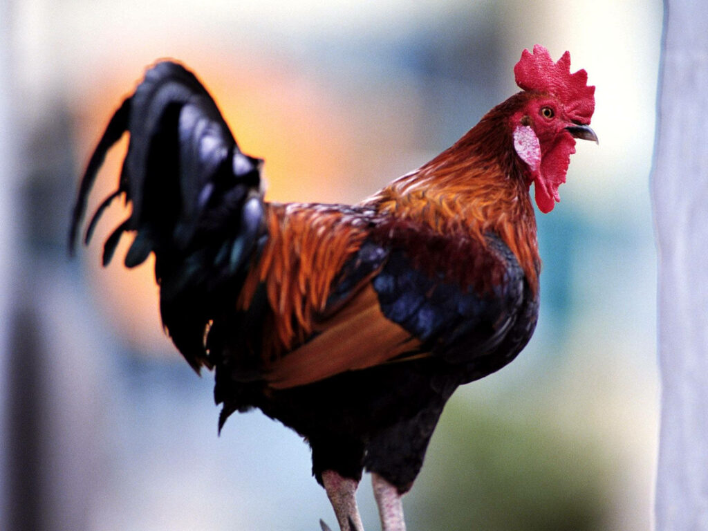 Colorful Rooster Wallpaper: Majestic Plumage & Sharp Black Beak