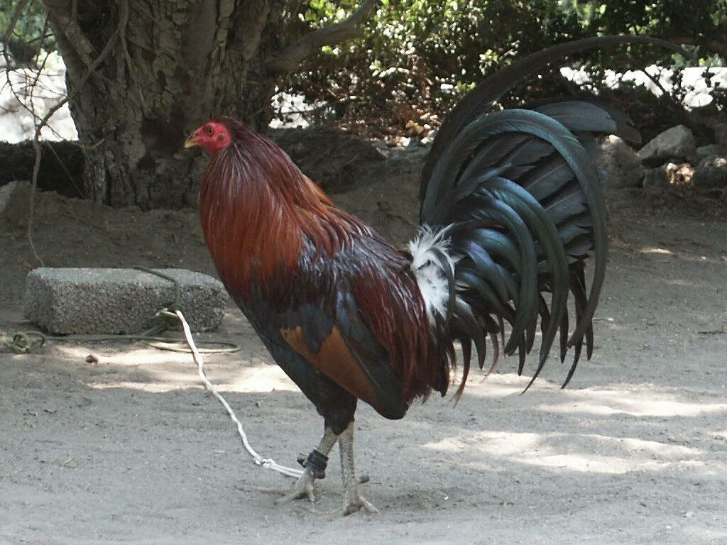 Elegant Rooster Wallpaper: Vibrant Red Feathers & Rustic Background