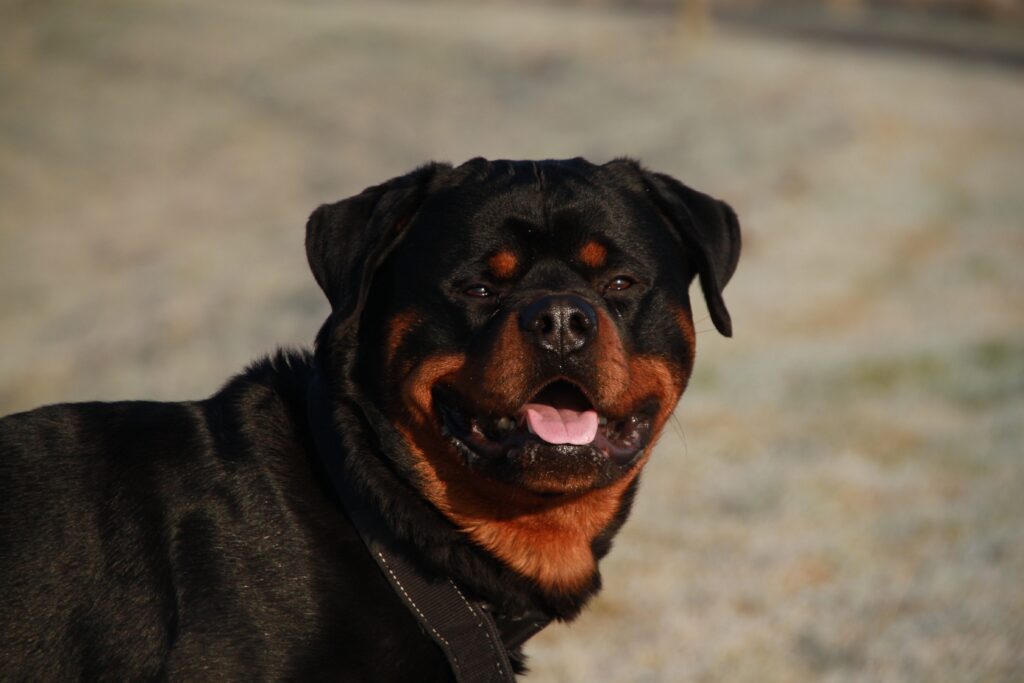 Majestic Rottweiler Outdoor Wallpaper – Strong Build & Glossy Coat