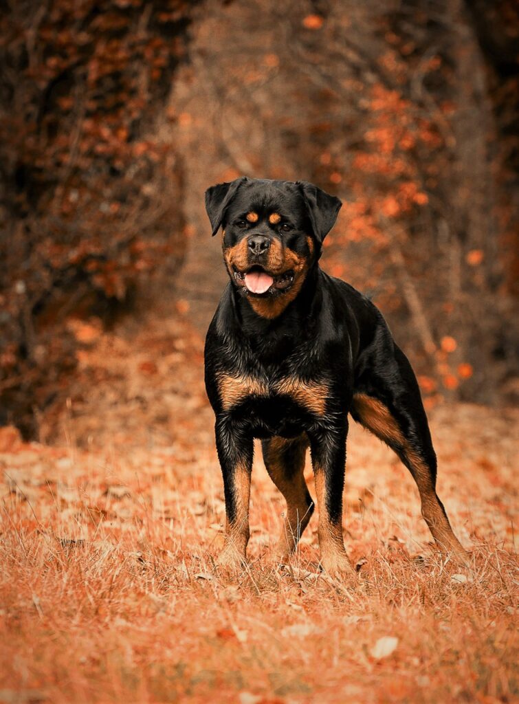 Majestic Rottweiler in Autumn Leaves: Strong Stance in Fall Beauty Wallpaper