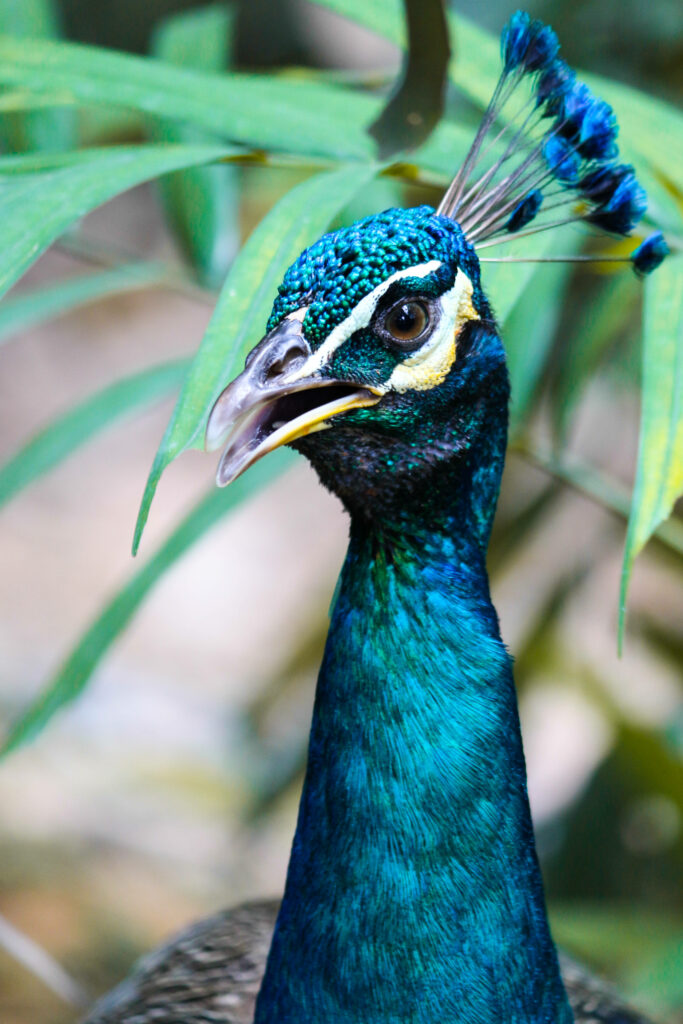Vibrant Royal Peacock Wallpaper Against Lush Green Background