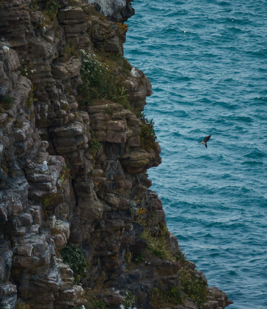 Majestic rocky cliff with green plants soaring bird above calm blue sea coastal scenery wallpaper