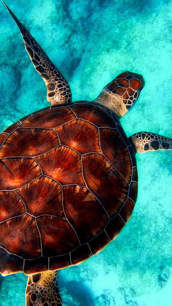 Majestic Sea Turtle iPhone Wallpaper: Ocean Adventure Background