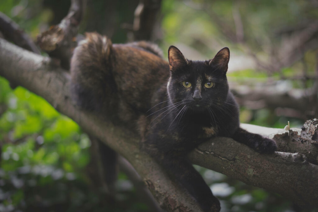 A Serene Feline Lounging on a Majestic Tree Limb Wallpaper