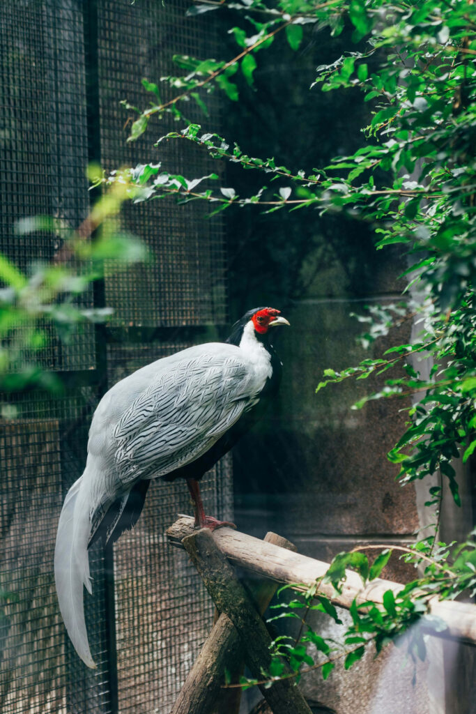 Majestic Silver Pheasant on Branch in Lush Green Foliage Background Wallpaper
